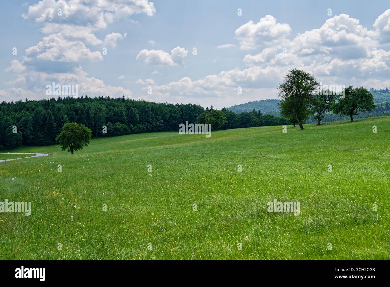 Une prairie luxuriante prospère sous un ciel lumineux. Les arbres parsèment le paysage, offrant ombre et intérêt visuel. La scène évoque la paix et la beauté naturelle. Banque D'Images