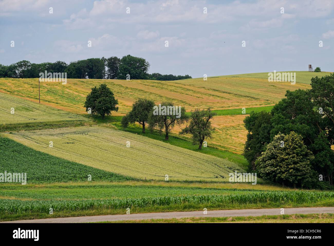 Les collines ondulantes de terres agricoles présentent diverses cultures comme le maïs et le blé, cultivées par les agriculteurs locaux pour la production alimentaire et la durabilité économique. A w Banque D'Images