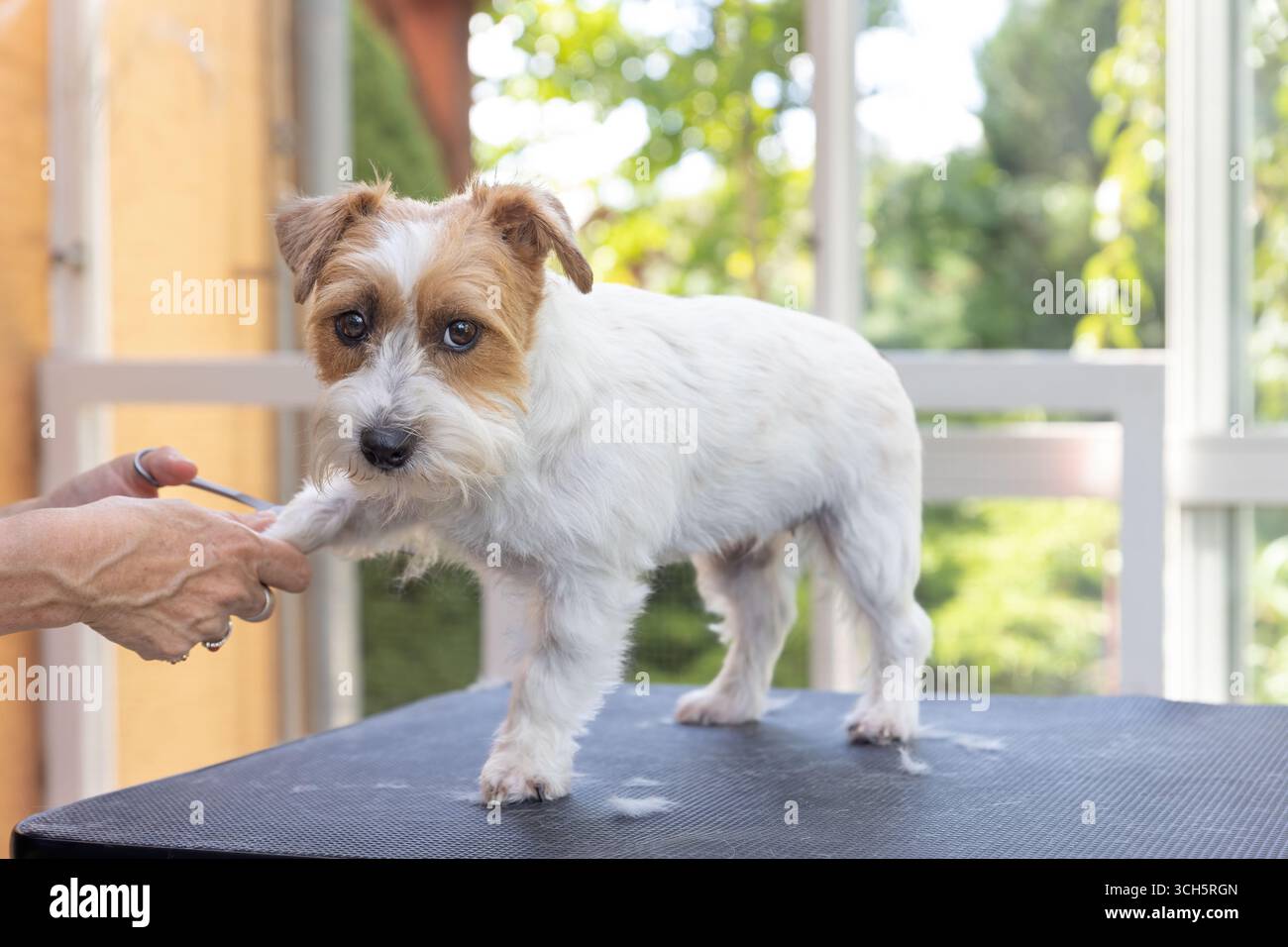 Belle vue d'un chien Jack Russell debout sur la table. Le toiletteur professionnel tient sa patte avant droite vers le haut et tond sa fourrure. Le chien regarde Banque D'Images