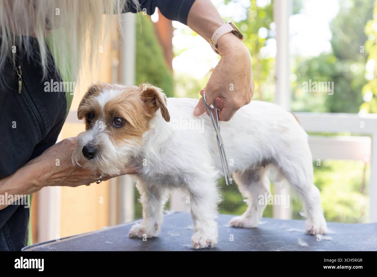 Toilettage doux des poils sur les jambes d'un chien Jack Russell debout sur la table. Horizontalement. Banque D'Images