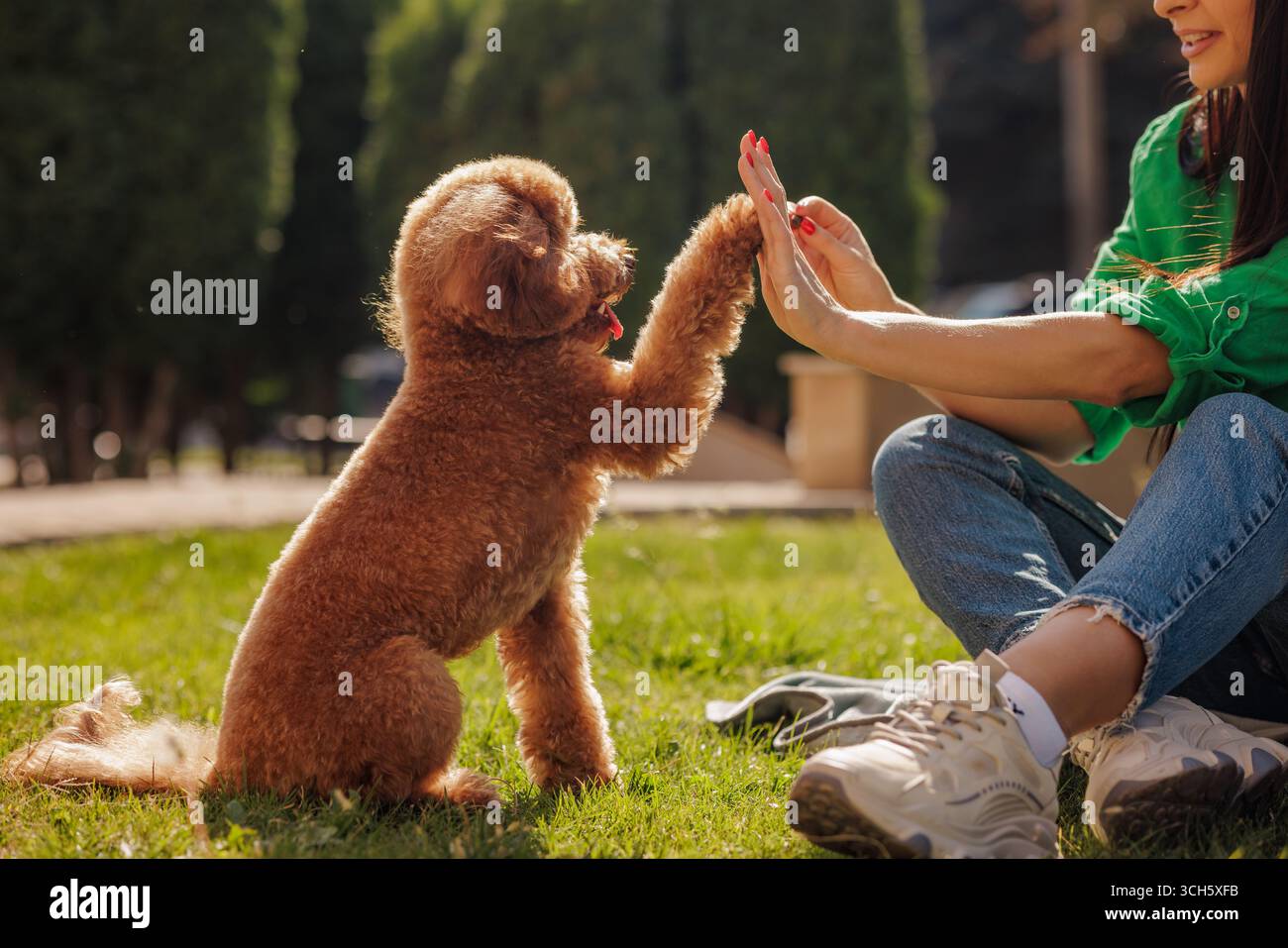 Chien caniche joyeux donnant haut cinq au propriétaire dans le parc de formation en plein air de renforcement positif amour pour les animaux et concept de liaison ludique Banque D'Images