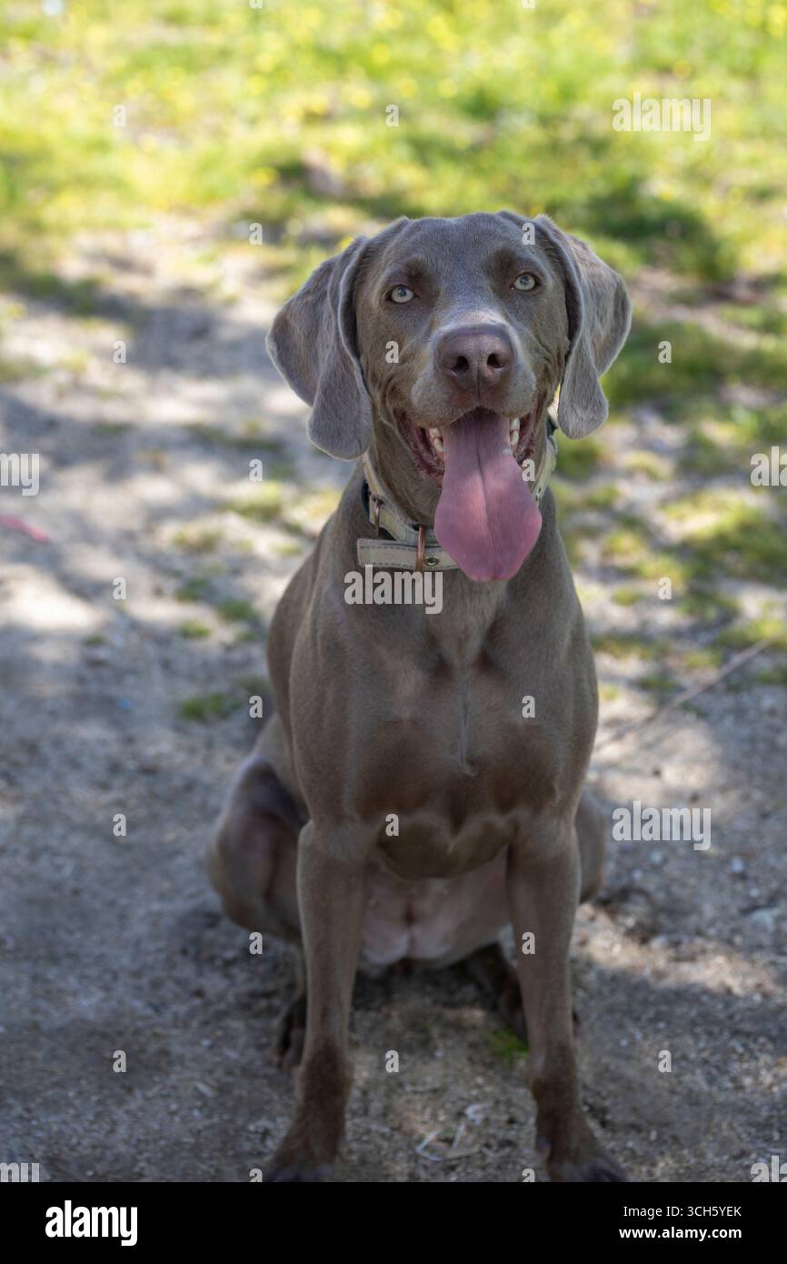 Chien Weimaraner assis à l'extérieur sur l'herbe avec des fleurs jaunes Banque D'Images