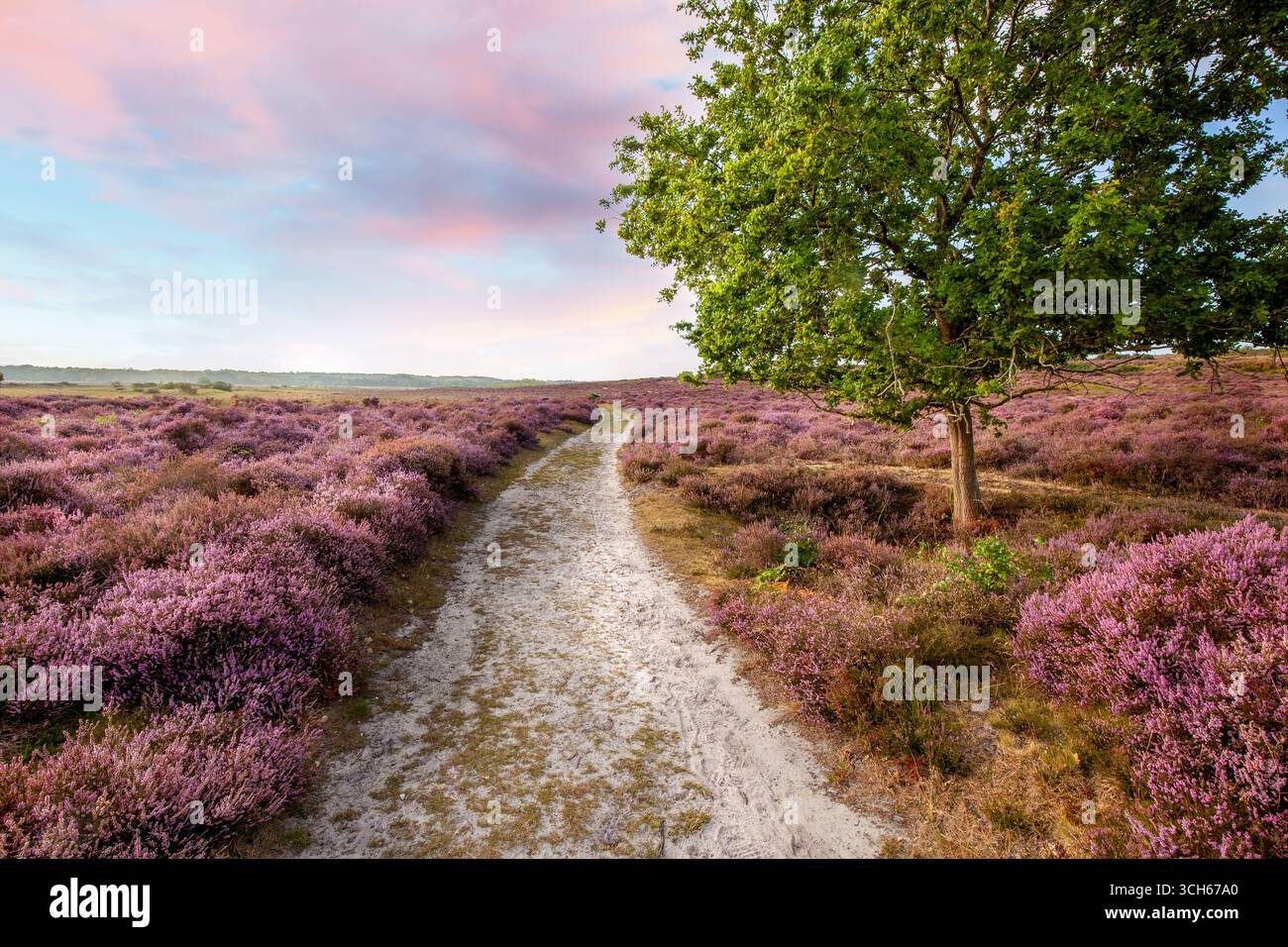 Chemin sinueux à travers d'incroyables champs de bruyère violette sauvage et un ciel rose à l'aube du matin. Paysage dans Norfolk Royaume-Uni Banque D'Images