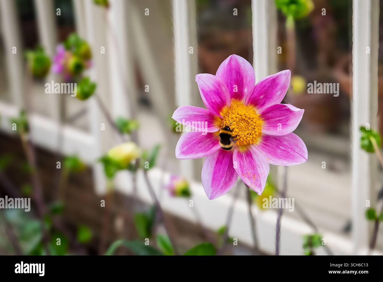 Gros plan sur une bourdon collectant du pollen d'un Dahlia Bell Tree violet et orange dans un jardin du Wiltshire, au Royaume-Uni, en août 2025 Banque D'Images
