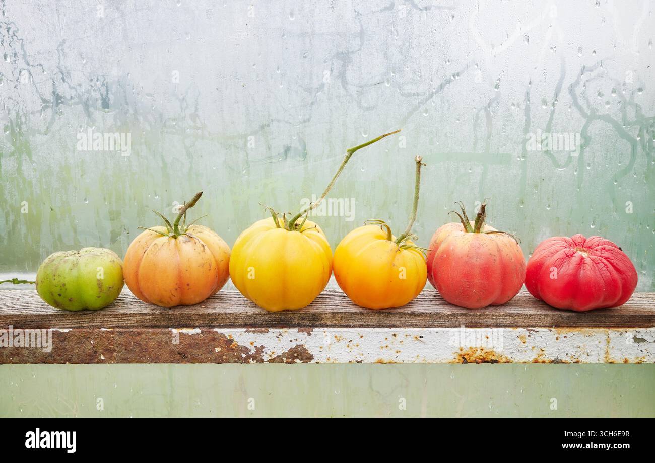 Une rangée de tomates à différents stades de maturité, foyer sélectif. Banque D'Images