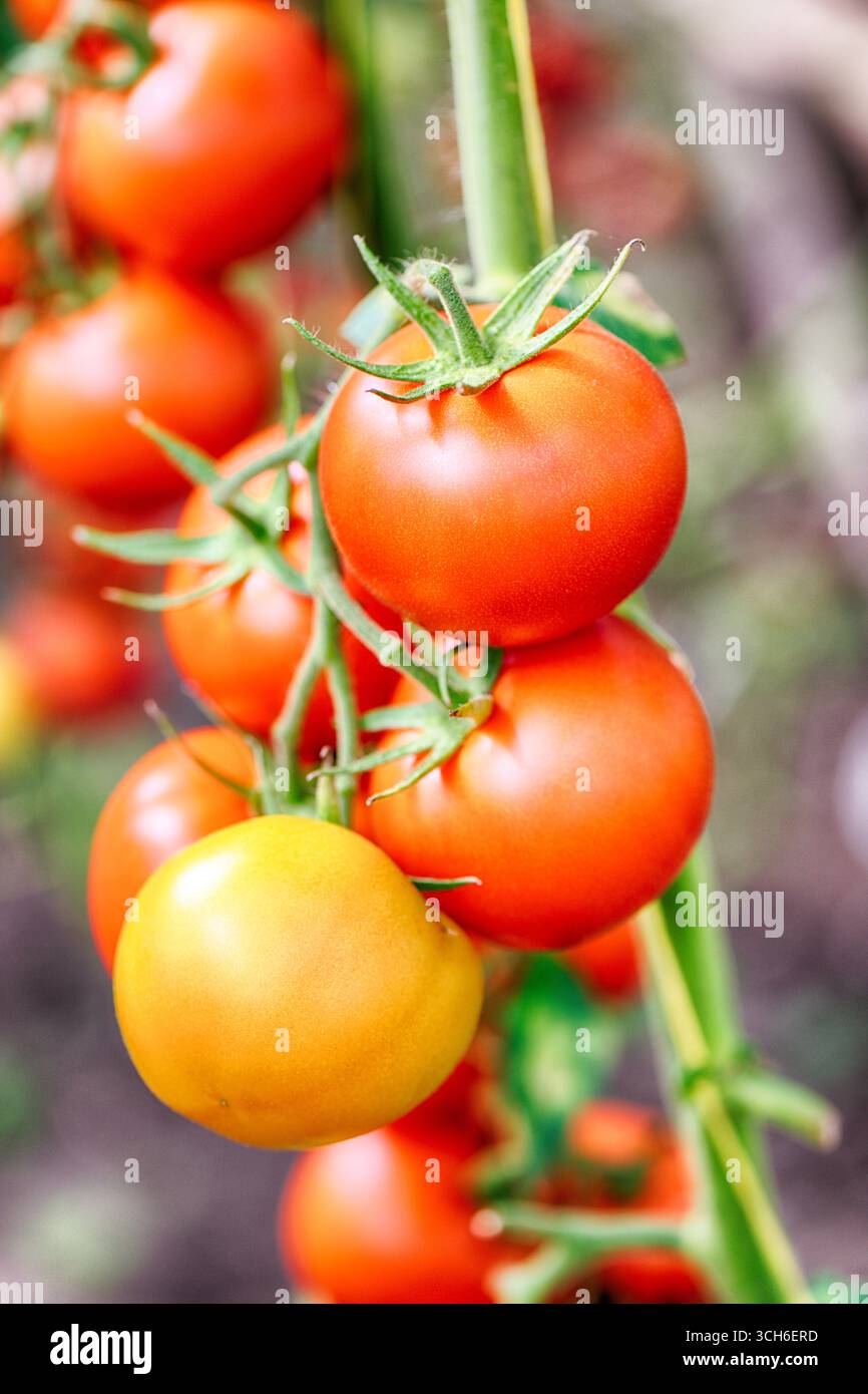 Tomates mûres sur un buisson dans une serre Banque D'Images
