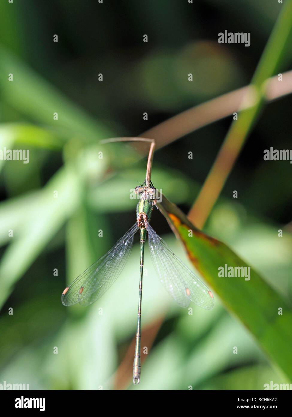 Willow Emerald Damselfly chalcolestes viridis, Wicken Fen, Cambriddgeshire UK Banque D'Images