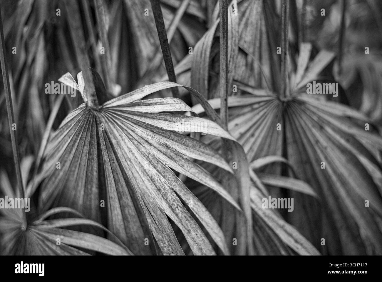 Frondes de palmier repliées vers le bas. La vieille croissance descend. Photographie de la nature botanique de la forêt tropicale en noir et blanc. Banque D'Images