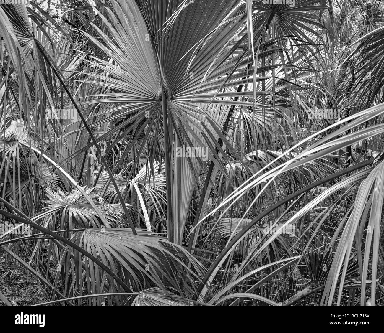 Zone de forêt tropicale dense pleine de grandes frondes de palmier. Photographie de la nature en noir et blanc de la Floride pittoresque. Banque D'Images