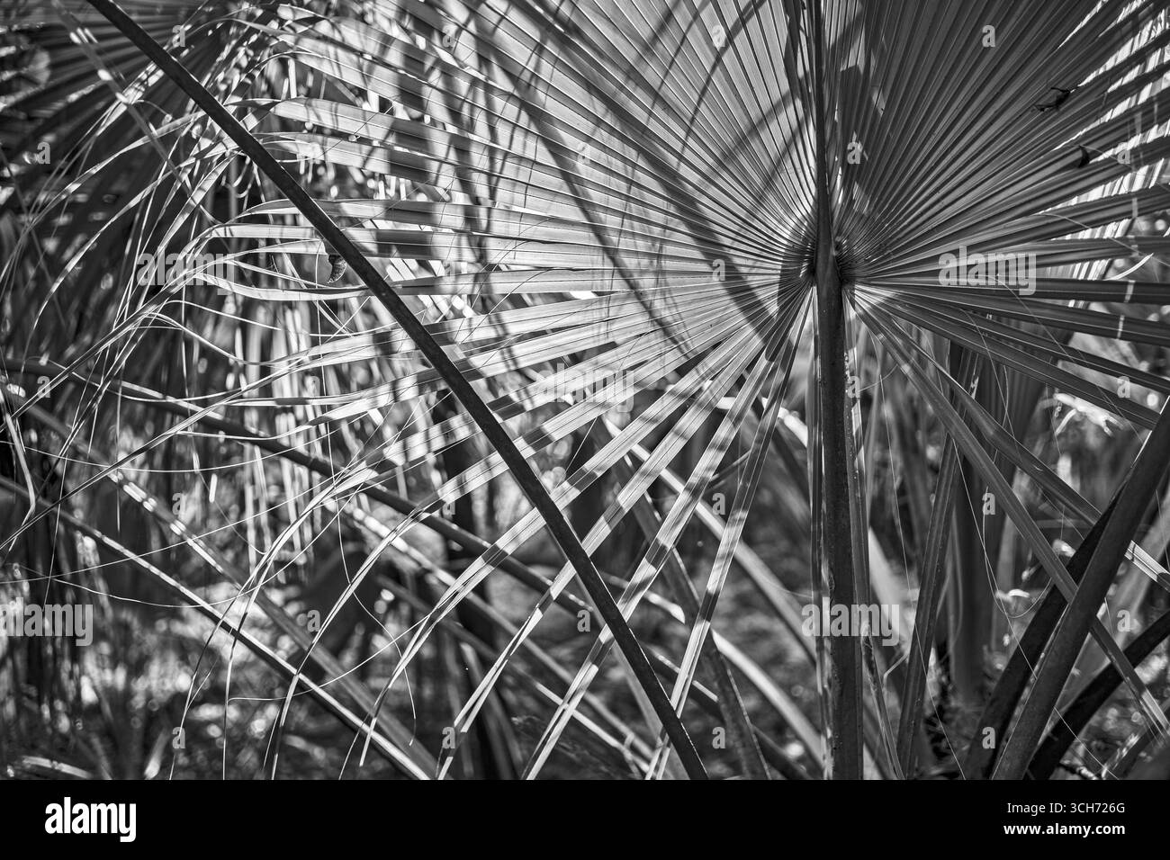 Frondes de palmiers filantes dans un marais boisé tropical luxuriant de Floride. Photographie de nature botanique en noir et blanc. Banque D'Images