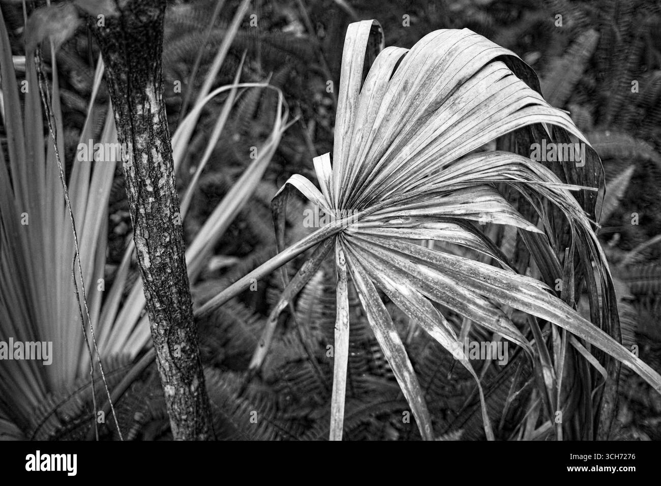 Dans une forêt tropicale luxuriante, une fronde de palmier morte se dirige lentement vers le sol de la forêt. Banque D'Images
