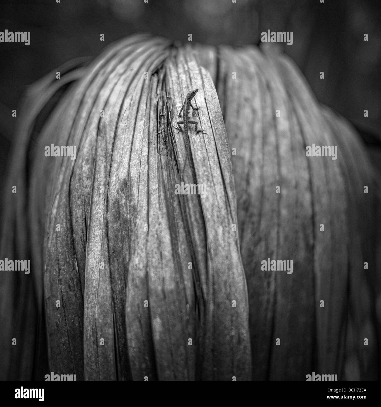 Un petit lézard sur une grande fronde de Pal asséchante dans une forêt subtropicale de Floride. Photographie d'art botanique noir et blanc. Banque D'Images