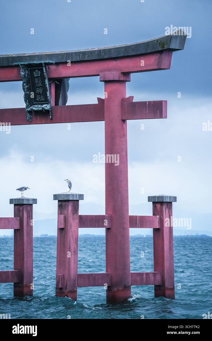 Les oiseaux se perchent sur la porte torii du sanctuaire Shirahige, au Japon Banque D'Images