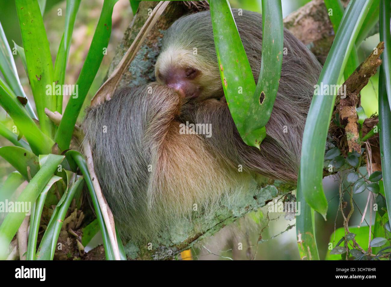 Paresseux à deux doigts de Hoffman (Choloepus hoffmanni) dormant parmi les broméliacées. Forêt pluviale de plaine, Station biologique de la Selva, Sarapiquí, pente des Caraïbes, Banque D'Images