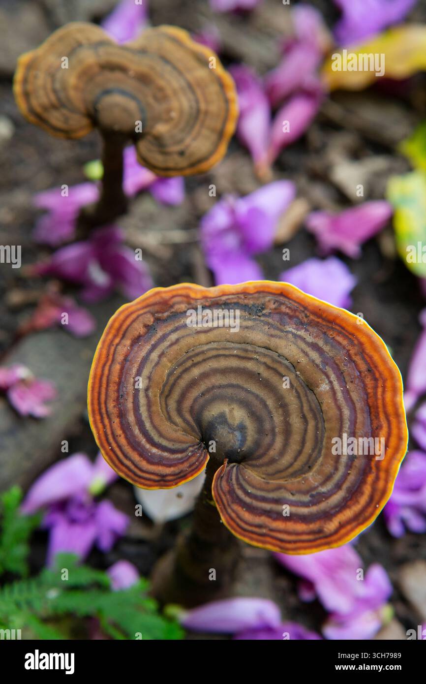 Champignon sur le sol forestier. Forêt tropicale sèche, Guanacaste, Costa Rica. Banque D'Images