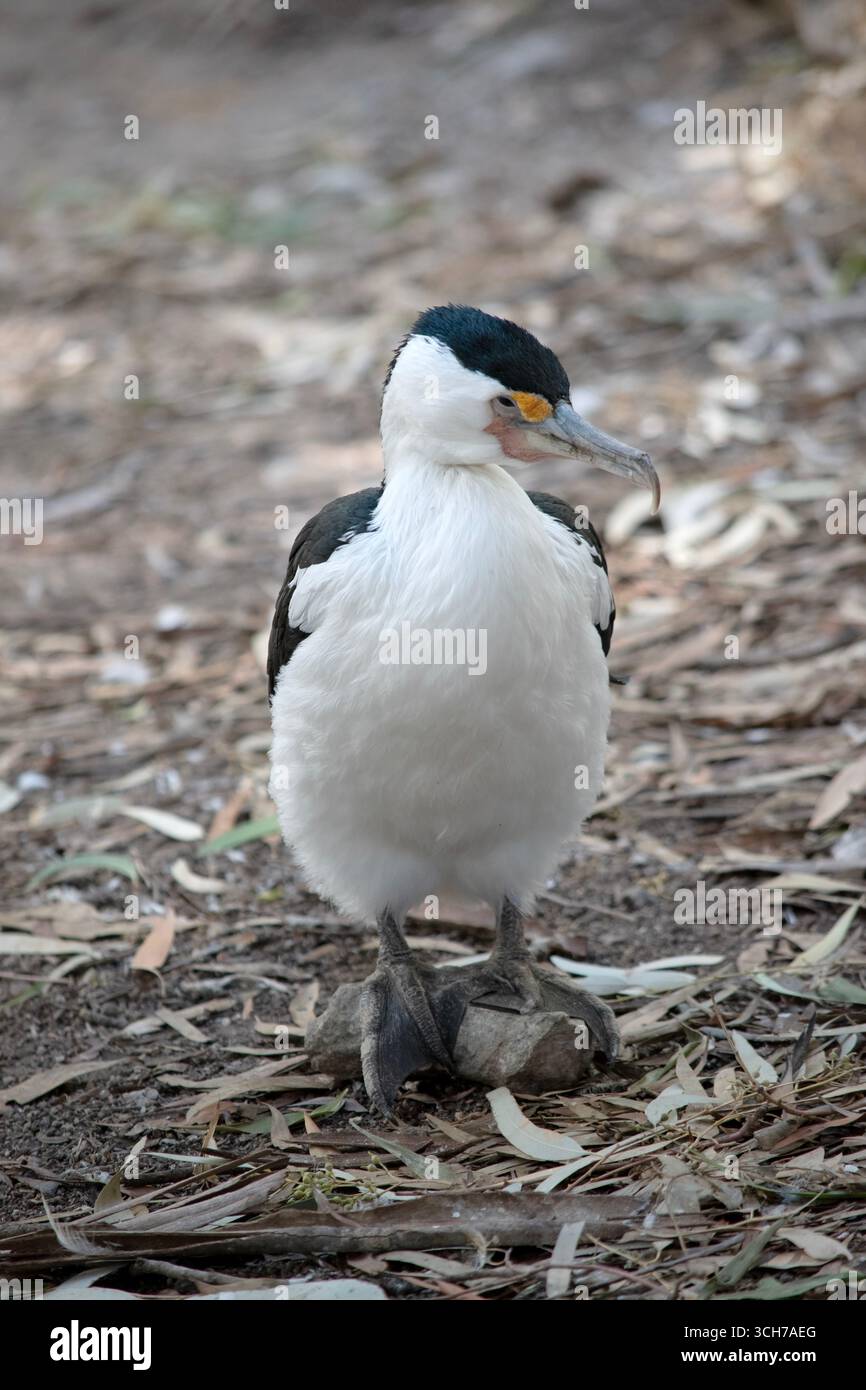 Le Cormorant à pied est un oiseau de taille moyenne avec des ailes noires et une queue noire. Il a un visage et une poitrine blancs. Banque D'Images
