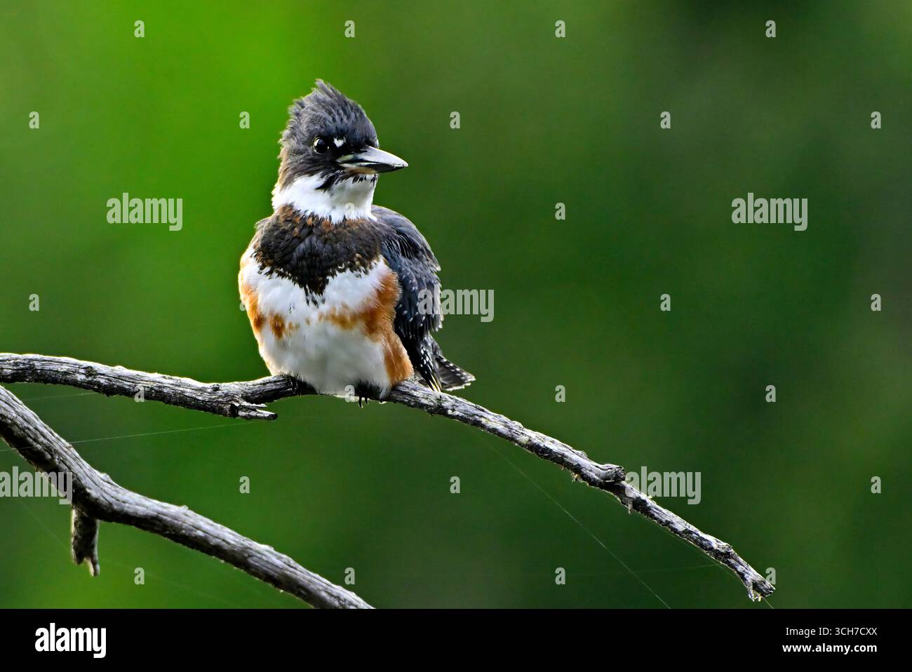 Un Kingfisher ceinturé femelle 'Megaceryle alcyon', perché sur une branche d'arbre morte à la recherche de poissons dans un étang de castors éloigné dans la région rurale de l'Alberta Canada Banque D'Images