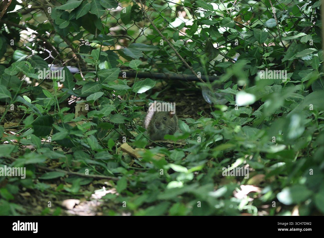 NEW YORK – 31 août 2025 : le candidat à la mairie Curtis Sliwa, accompagné de son épouse Nancy Sliwa, a pris la parole au Tarr-Coyne Tots Playground à Central Park pour dévoiler son plan de lutte contre les rats. Sliwa a fermement rejeté l’utilisation de l’empoisonnement par les rats sur les terrains de jeux pour enfants et a plutôt proposé des solutions naturelles telles que des colonies de chats contrôlées pour réduire la vermine. Il a critiqué les politiques de rat du maire Eric Adams comme étant dangereuses et inefficaces. (Photo : Luiz Rampelotto/EuropaNewswire) Banque D'Images