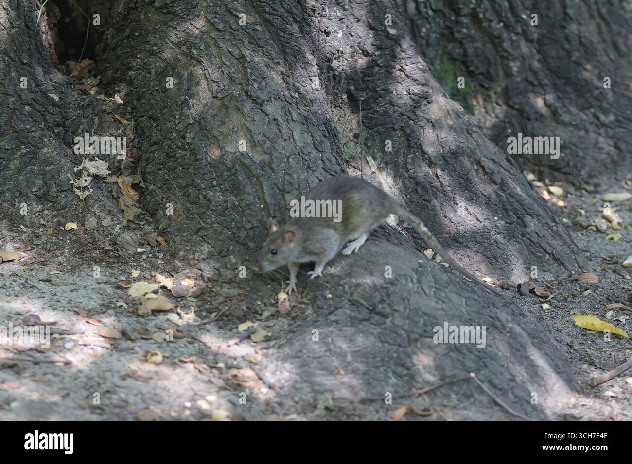 NEW YORK – 31 août 2025 : le candidat à la mairie Curtis Sliwa, accompagné de son épouse Nancy Sliwa, a pris la parole au Tarr-Coyne Tots Playground à Central Park pour dévoiler son plan de lutte contre les rats. Sliwa a fermement rejeté l’utilisation de l’empoisonnement par les rats sur les terrains de jeux pour enfants et a plutôt proposé des solutions naturelles telles que des colonies de chats contrôlées pour réduire la vermine. Il a critiqué les politiques de rat du maire Eric Adams comme étant dangereuses et inefficaces. (Photo : Luiz Rampelotto/EuropaNewswire) Banque D'Images