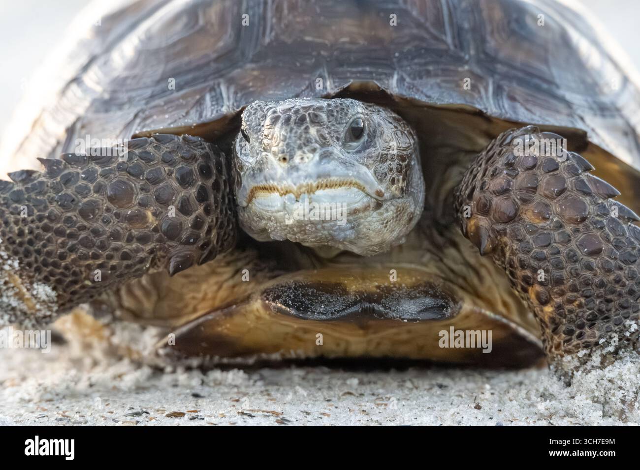 Gros plan d'une tortue gopher (Gopherus polyphemus) sur la plage de Fernandina Beach sur l'île Amelia dans le nord-est de la Floride. (ÉTATS-UNIS) Banque D'Images