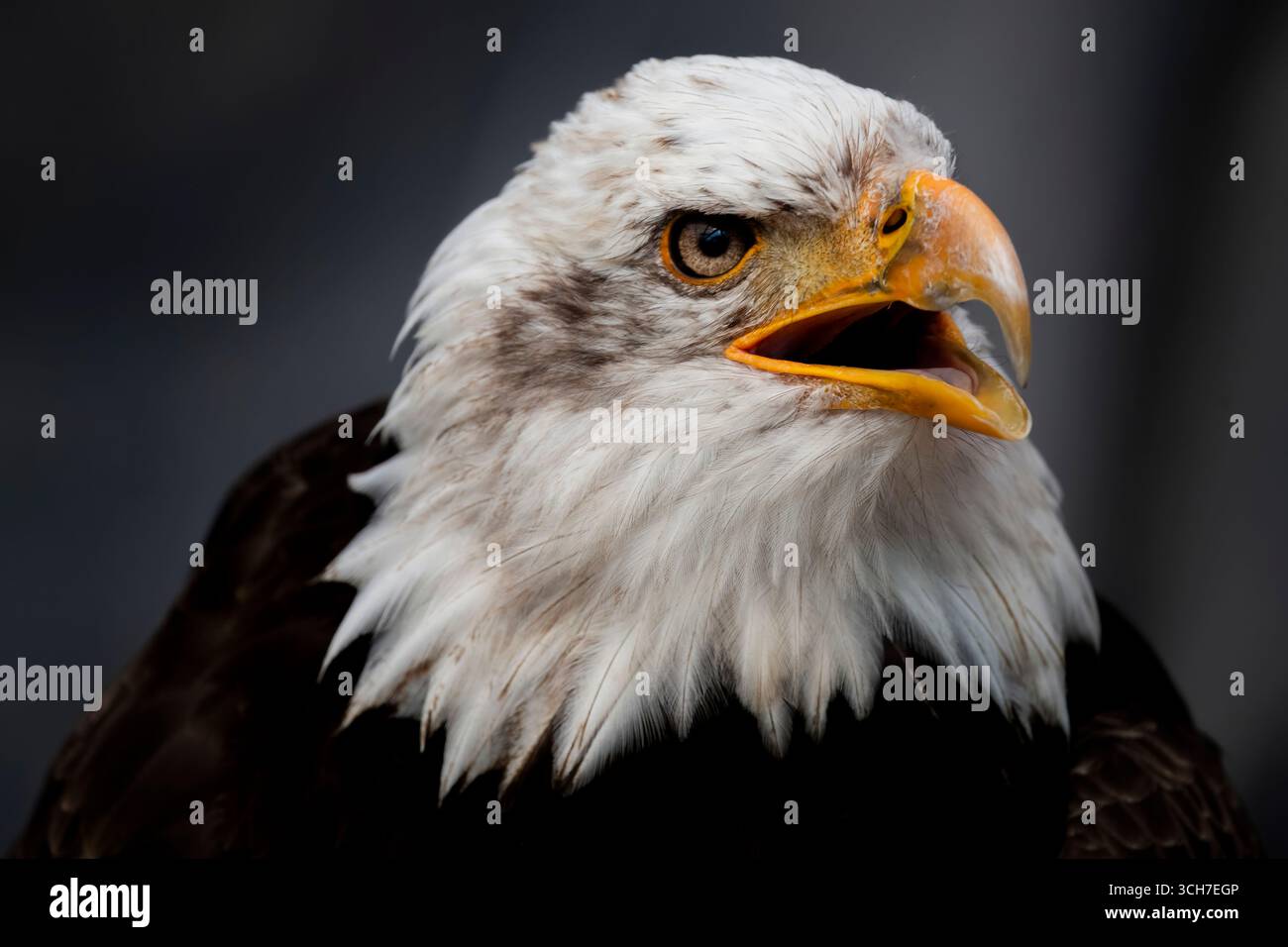 L'aigle à tête blanche (Haliaeetus leucocephalus), l'oiseau national des États-Unis. Banque D'Images L'aigle à tête blanche (Haliaeetus leucocephalus), l'oiseau national des États-Unis. Banque D'Images