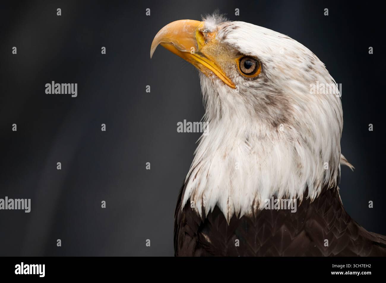 L'aigle à tête blanche (Haliaeetus leucocephalus), l'oiseau national des États-Unis. Banque D'Images L'aigle à tête blanche (Haliaeetus leucocephalus), l'oiseau national des États-Unis. Banque D'Images