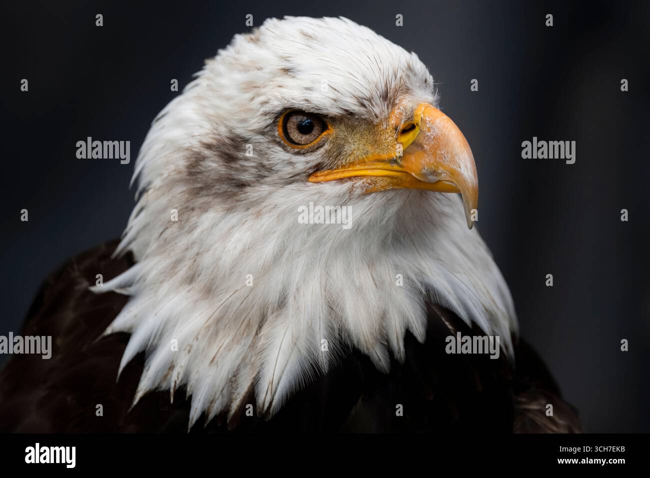 L'aigle à tête blanche (Haliaeetus leucocephalus), l'oiseau national des États-Unis. Banque D'Images L'aigle à tête blanche (Haliaeetus leucocephalus), l'oiseau national des États-Unis. Banque D'Images