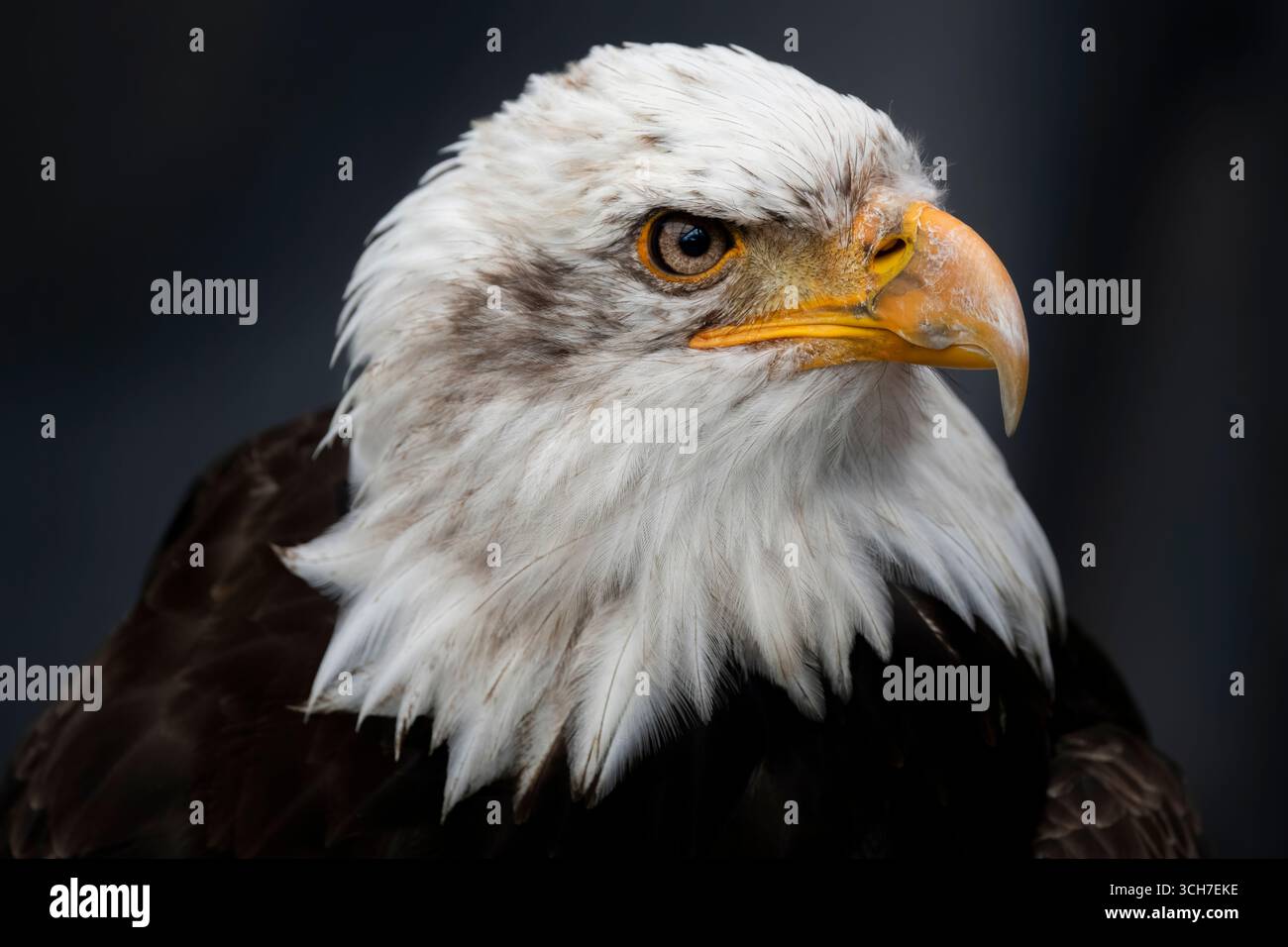 L'aigle à tête blanche (Haliaeetus leucocephalus), l'oiseau national des États-Unis. Banque D'Images L'aigle à tête blanche (Haliaeetus leucocephalus), l'oiseau national des États-Unis. Banque D'Images