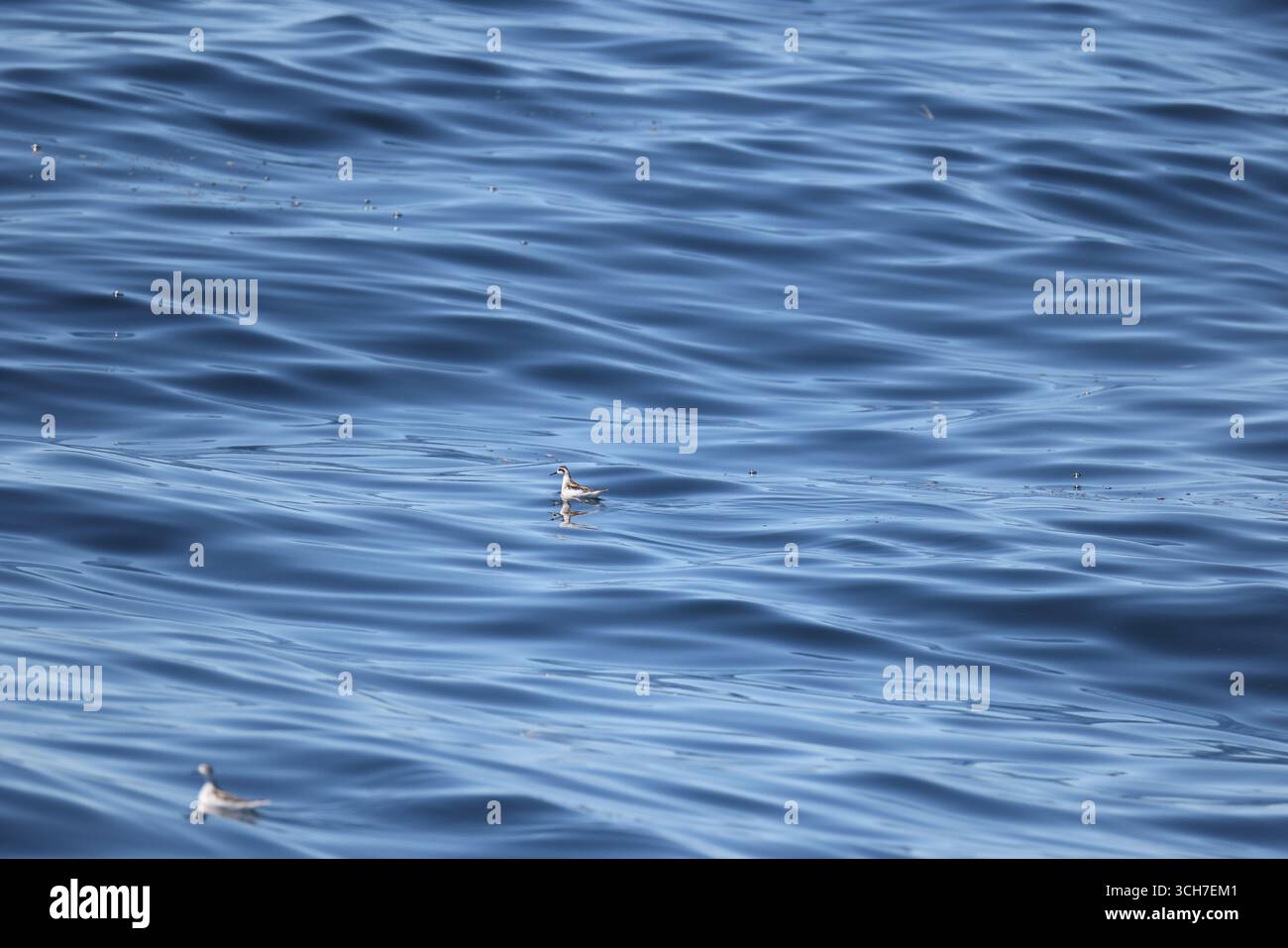 La phalarope à col rouge (Phalaropus lobatus), également connue sous le nom de phalarope septentrionale et de phalarope hyperboréenne, est une petite échassière. Banque D'Images La phalarope à col rouge (Phalaropus lobatus), également connue sous le nom de phalarope septentrionale et de phalarope hyperboréenne, est une petite échassière. Banque D'Images