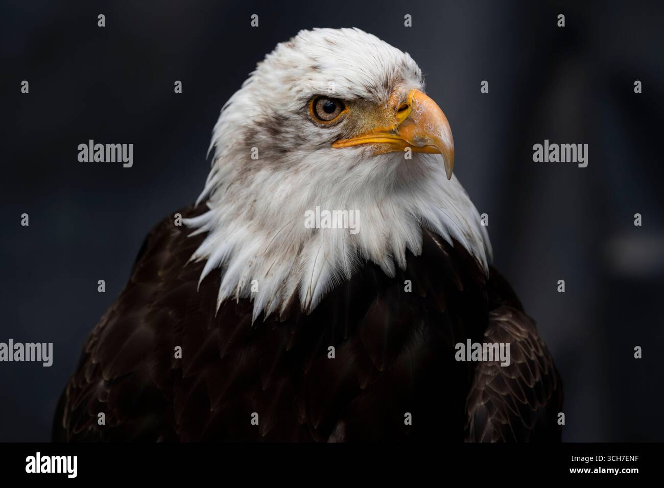 L'aigle à tête blanche (Haliaeetus leucocephalus), l'oiseau national des États-Unis. Banque D'Images L'aigle à tête blanche (Haliaeetus leucocephalus), l'oiseau national des États-Unis. Banque D'Images