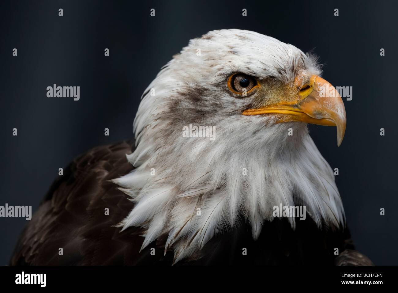 L'aigle à tête blanche (Haliaeetus leucocephalus), l'oiseau national des États-Unis. Banque D'Images L'aigle à tête blanche (Haliaeetus leucocephalus), l'oiseau national des États-Unis. Banque D'Images