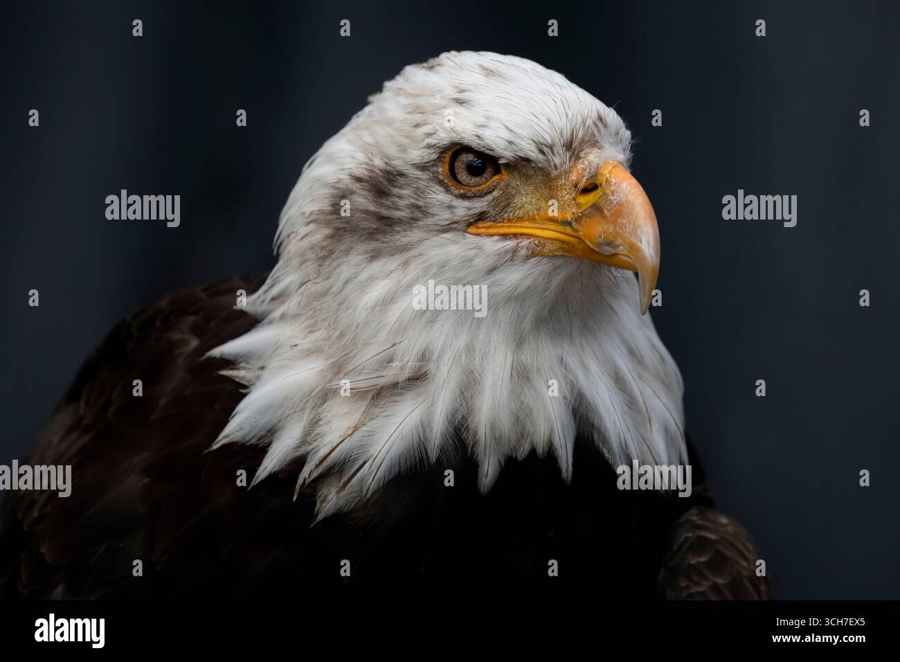 L'aigle à tête blanche (Haliaeetus leucocephalus), l'oiseau national des États-Unis. Banque D'Images L'aigle à tête blanche (Haliaeetus leucocephalus), l'oiseau national des États-Unis. Banque D'Images