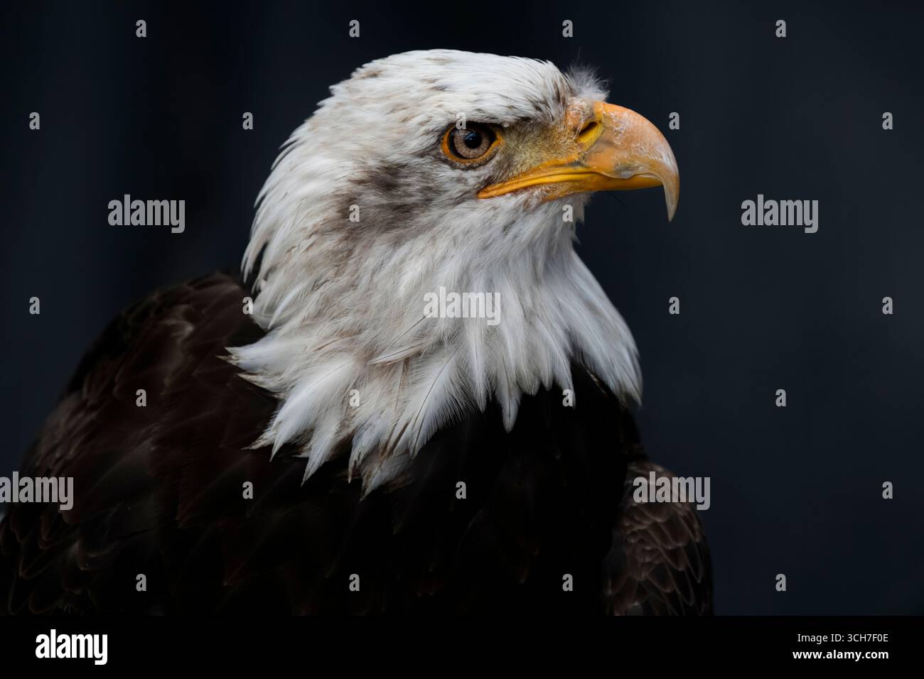 L'aigle à tête blanche (Haliaeetus leucocephalus), l'oiseau national des États-Unis. Banque D'Images L'aigle à tête blanche (Haliaeetus leucocephalus), l'oiseau national des États-Unis. Banque D'Images