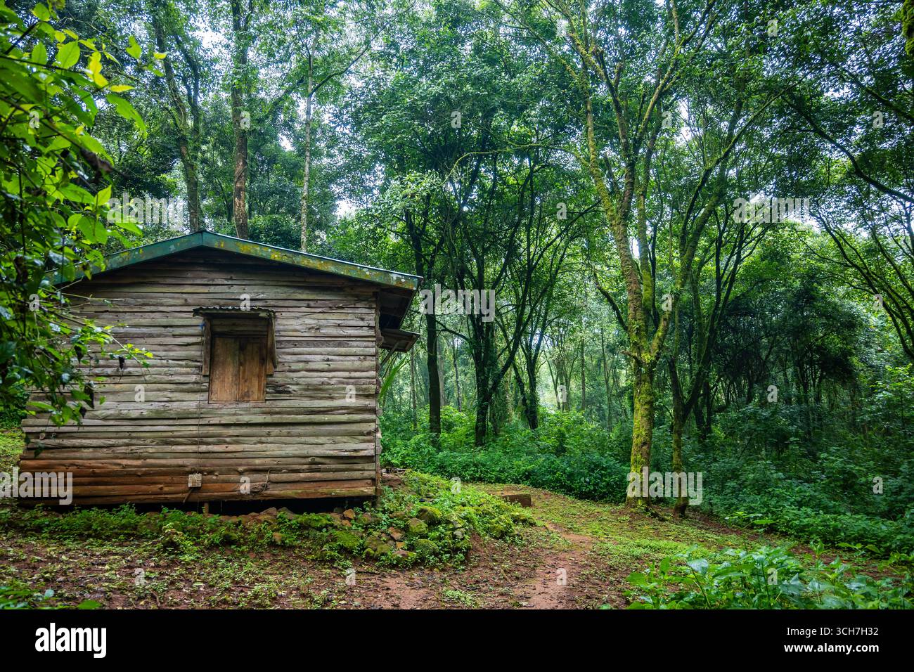 Une vieille cabane en rondins dans la forêt du parc national du Mont Elgon, Ouganda, Afrique. Banque D'Images