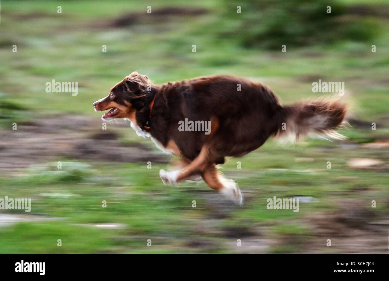 Un berger australien miniature énergique court avec vitesse et puissance dans un champ. Le flou de mouvement souligne son incroyable agilité et athlétique ab Banque D'Images