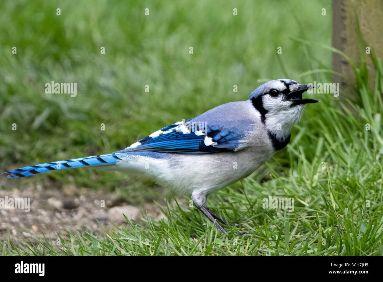 Le Jay bleu (Cyanocitta cristata), un spectacle commun en Amérique du Nord. Banque D'Images