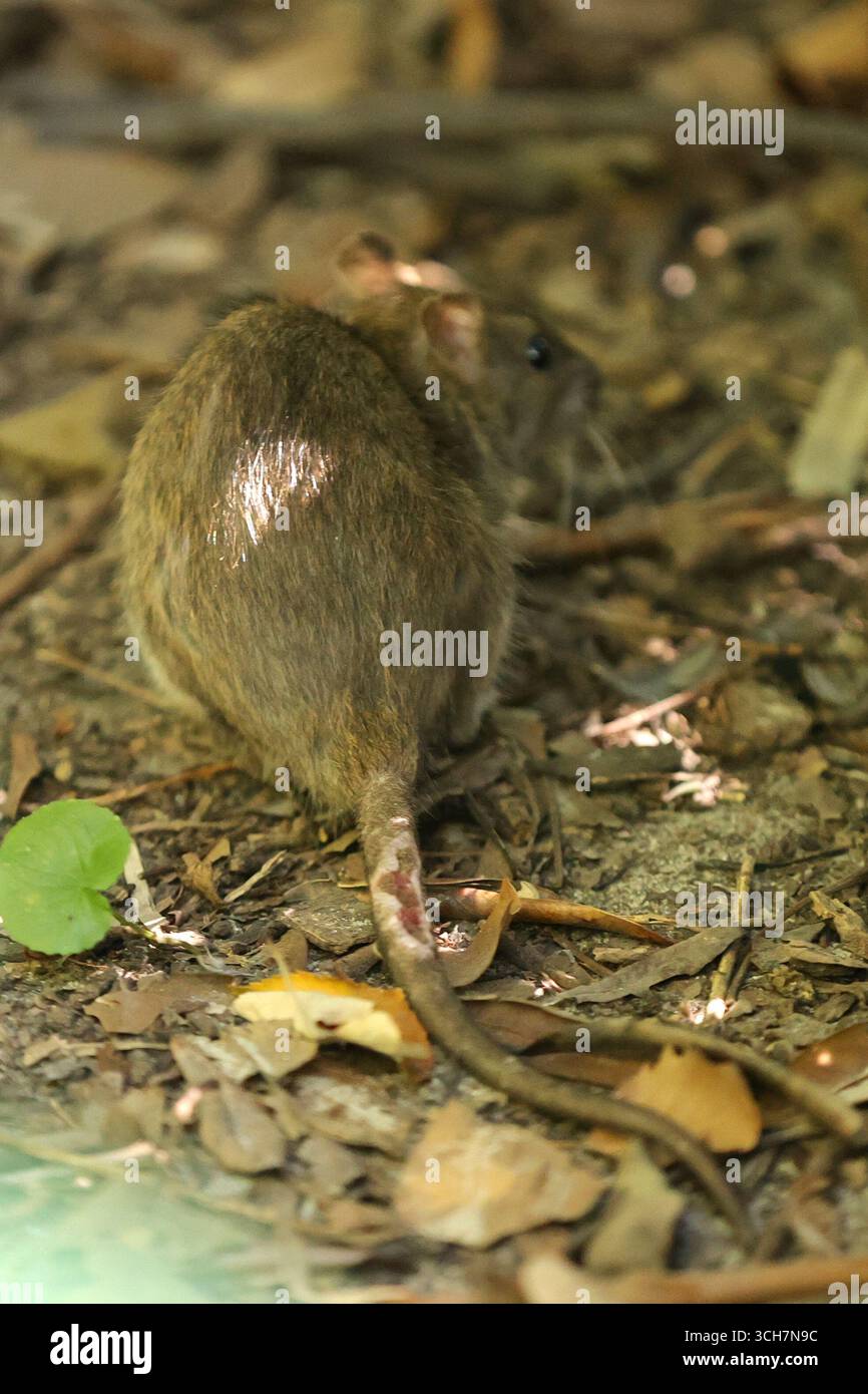 New York, États-Unis. 31 août 2025. NEW YORK - 31 août 2025 : le candidat à la mairie Curtis Sliwa, accompagné de son épouse Nancy Sliwa, a pris la parole au Tarr-Coyne Tots Playground à Central Park pour dévoiler son plan de lutte contre les rats. Sliwa a fermement rejeté l'utilisation de l'empoisonnement par les rats sur les terrains de jeux pour enfants et a proposé à la place des solutions naturelles telles que des colonies de chats contrôlées pour réduire la vermine. Il a critiqué les politiques de rat du maire Eric Adams comme étant dangereuses et inefficaces. (Photo : Luiz Rampelotto/EuropaNewswire/Sipa USA) crédit : Sipa USA/Alamy Live News Banque D'Images