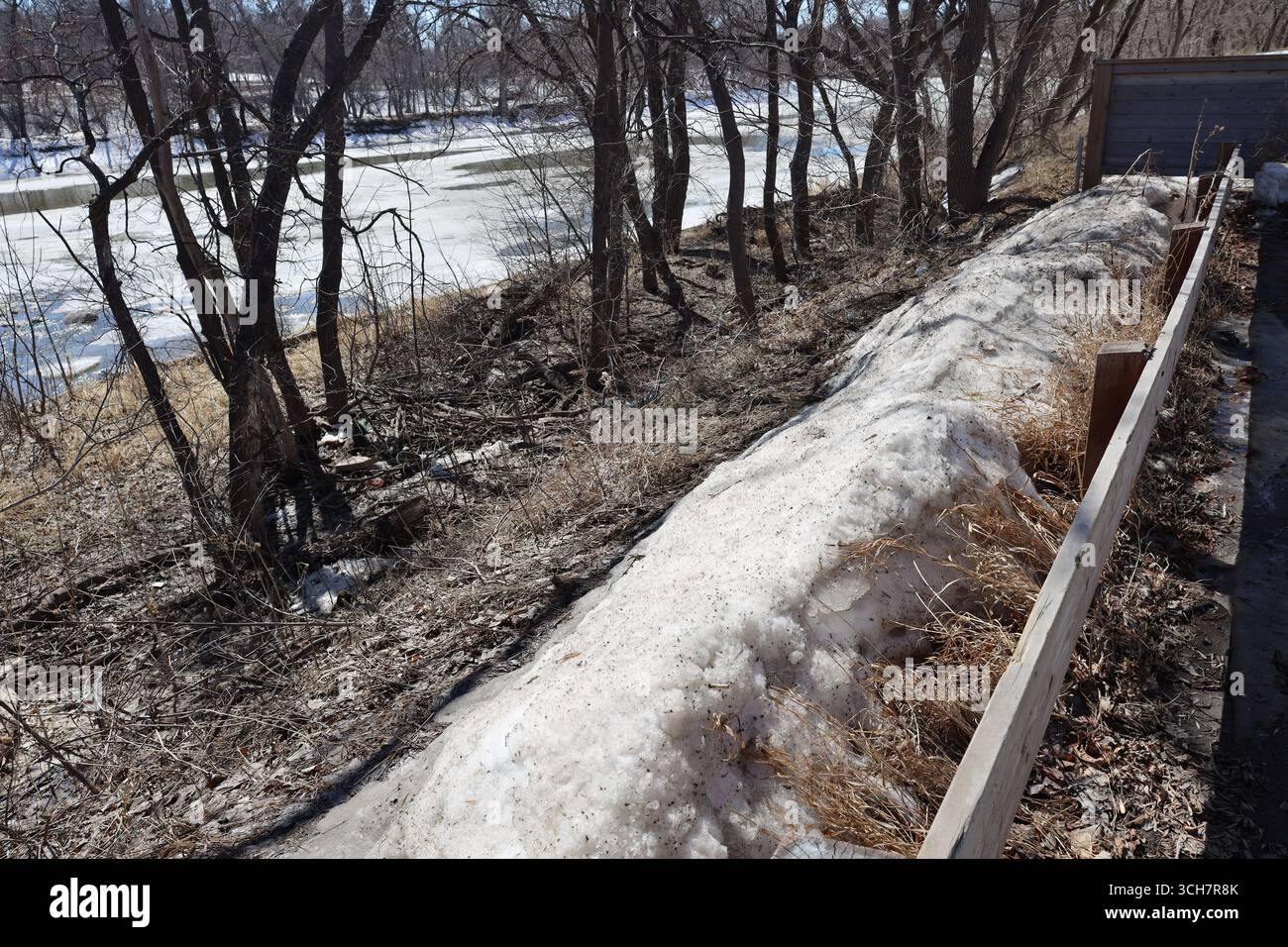 la rive étroite de neige reste au-dessus de l'herbe exposée de la rive sous un soleil printanier chaud et lumineux Banque D'Images