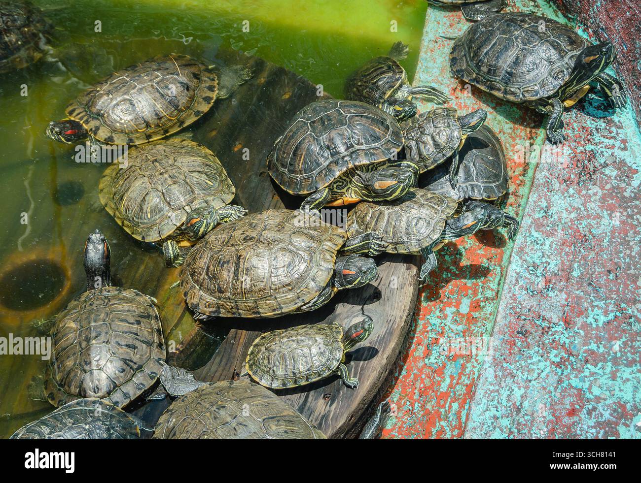 Un groupe de tortues se sont rassemblées dans un petit bassin. La scène capture le comportement naturel des tortues se prélasser et interagir dans une habitude partagée Banque D'Images