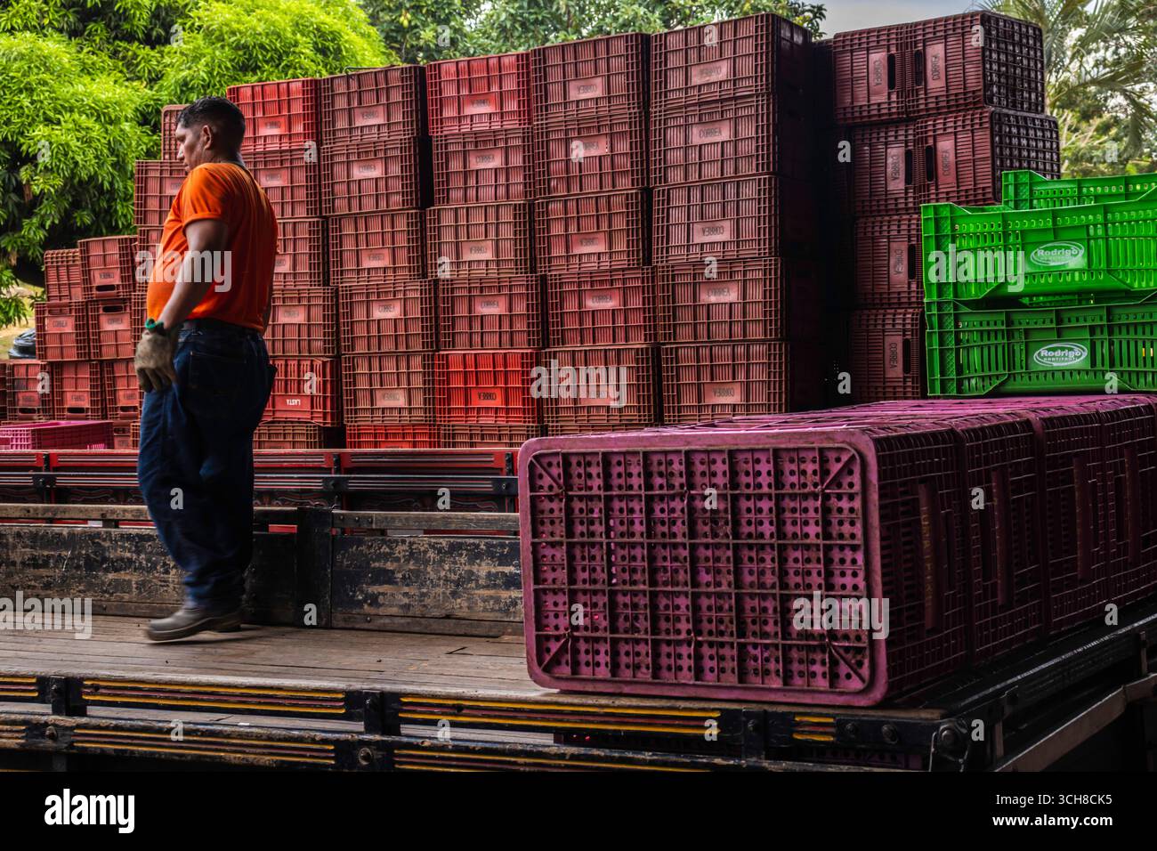 Marilia, Sao Paulo, Brésil, 24 avril 2025. Un travailleur décharge des boîtes en plastique pleines de tomates d'un camion dans un entrepôt de fruits et légumes dans le CIT Banque D'Images