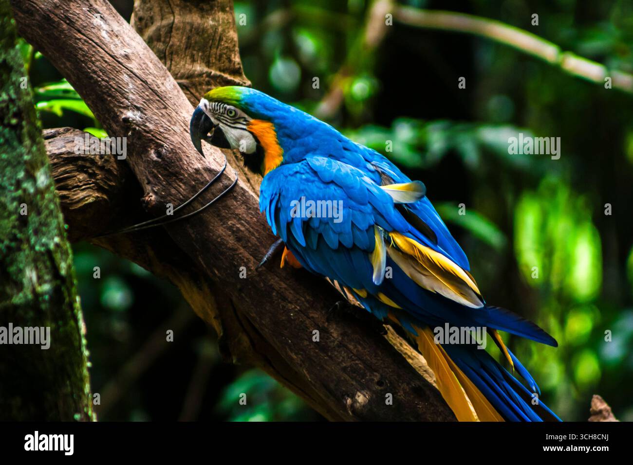 L'aras bleu et jaune, Ara ararauna, également connu sous le nom d'aras bleu et or, famille des Psittacidae au Brésil Banque D'Images