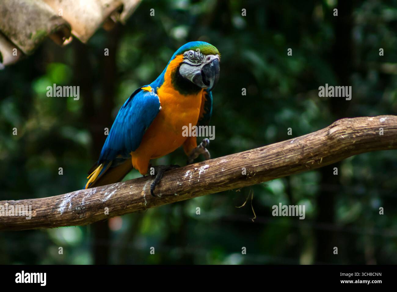 L'aras bleu et jaune, Ara ararauna, également connu sous le nom d'aras bleu et or, famille des Psittacidae au Brésil Banque D'Images
