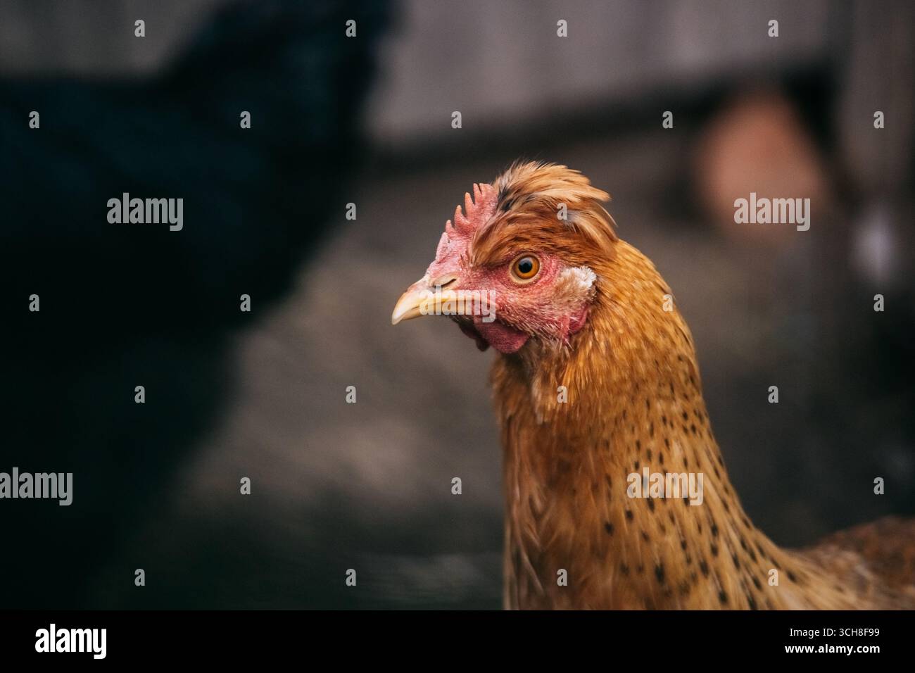 Portrait gros plan de poule brune Banque D'Images
