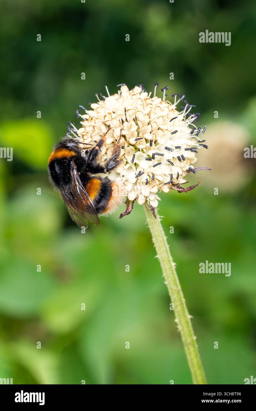 Bourdon à queue buff (Bombus terrestris) un insecte volant d'abeille trouvé au Royaume-Uni et en Europe qui a des bandes jaunes à travers son abdomen et une queue blanche, w Banque D'Images