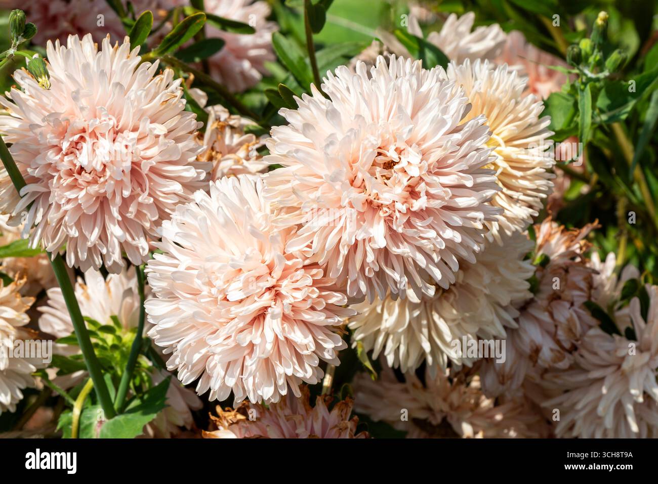 Callistephus chinensis 'King Size Apricot' une plante à fleurs d'automne d'été avec une fleur d'été jaune à rose abricot communément appelée Chin Banque D'Images