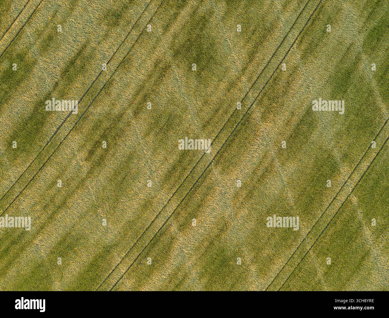 Vue aérienne de haut en bas d'une récolte de céréales agricoles avec des lignes de tracteurs, Angleterre Banque D'Images