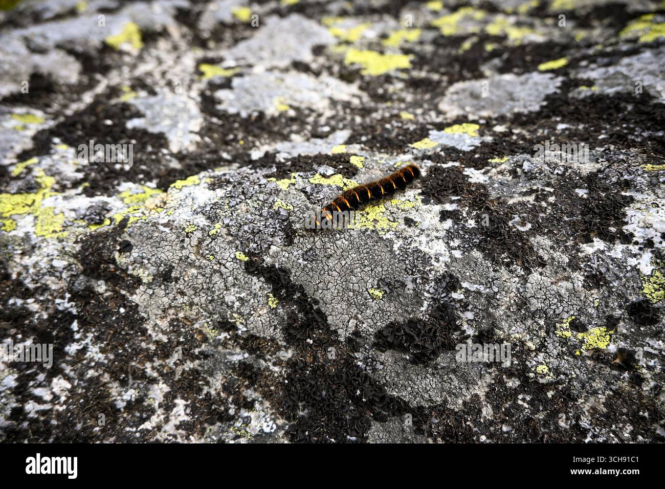 Gros plan d'une chenille à papillons traversant un rocher orné de lichen coloré, mettant en valeur la beauté des détails de la nature. Banque D'Images