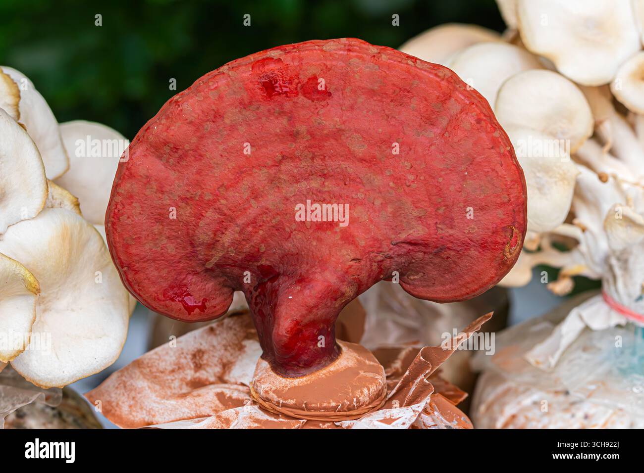Gros plan Reishi rouge /Lingzhi /Conk verni /support laqué /Ling chih (Ganoderma lucidum) champignon médicinal utilisé en médecine traditionnelle Banque D'Images
