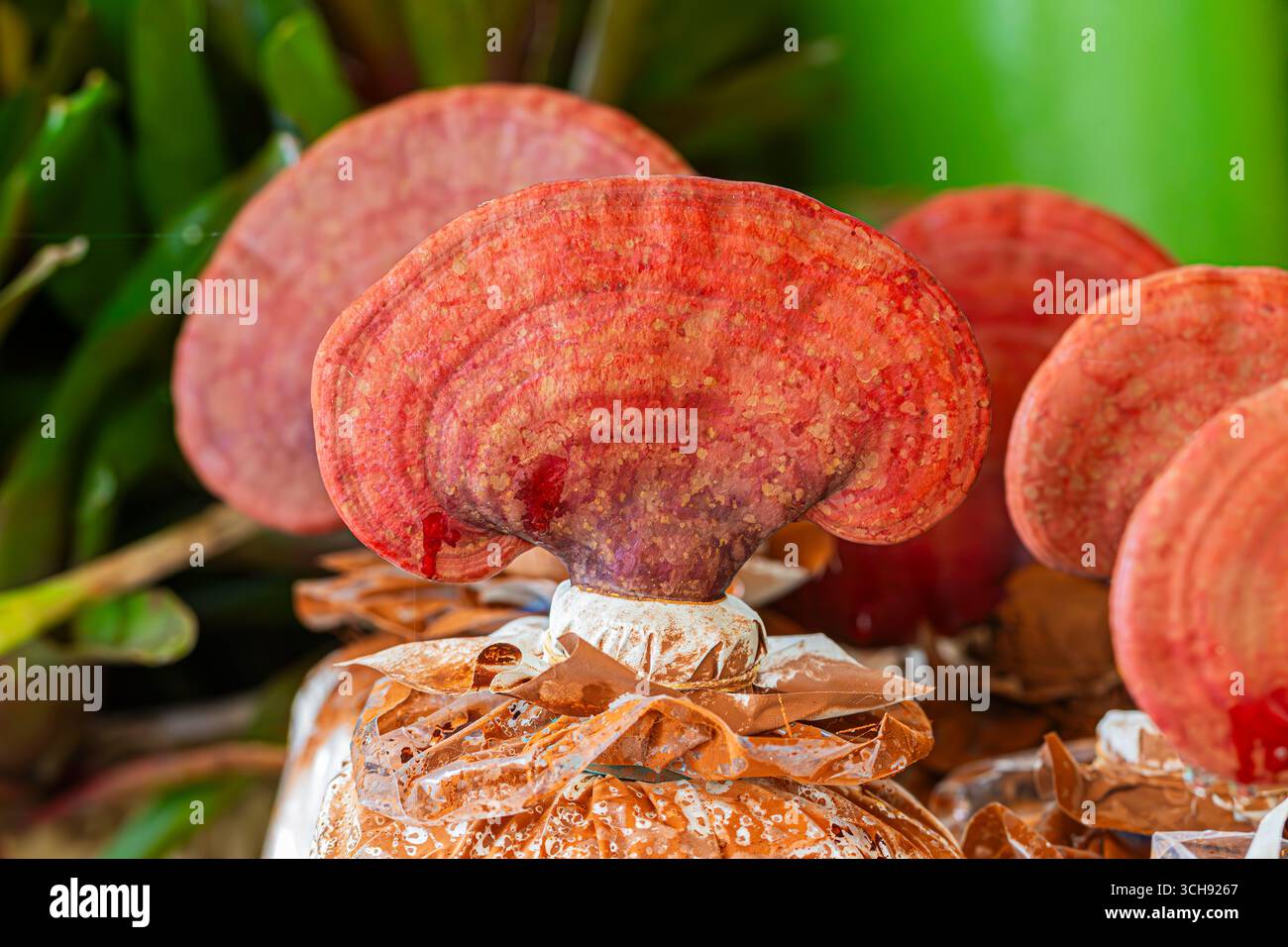 Rouge Reishi /Lingzhi /Conk verni /support laqué /Ling chih (Ganoderma lucidum) champignon médicinal utilisé en médecine traditionnelle Banque D'Images