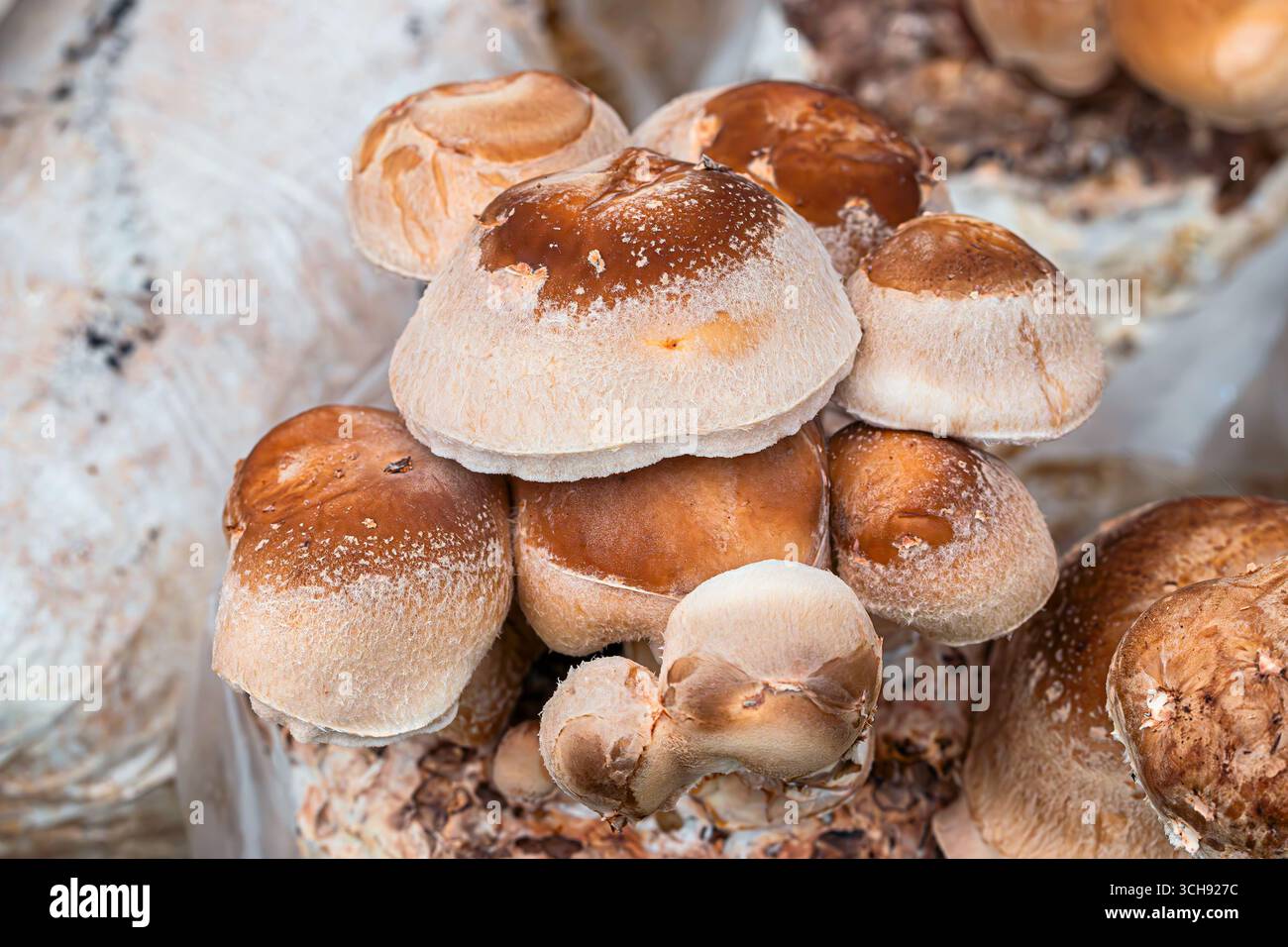 Baby Shiitake /Chinese /Black Mushrooms (Lentinula edodes) un champignon comestible gastronomique et de médecine traditionnelle Banque D'Images